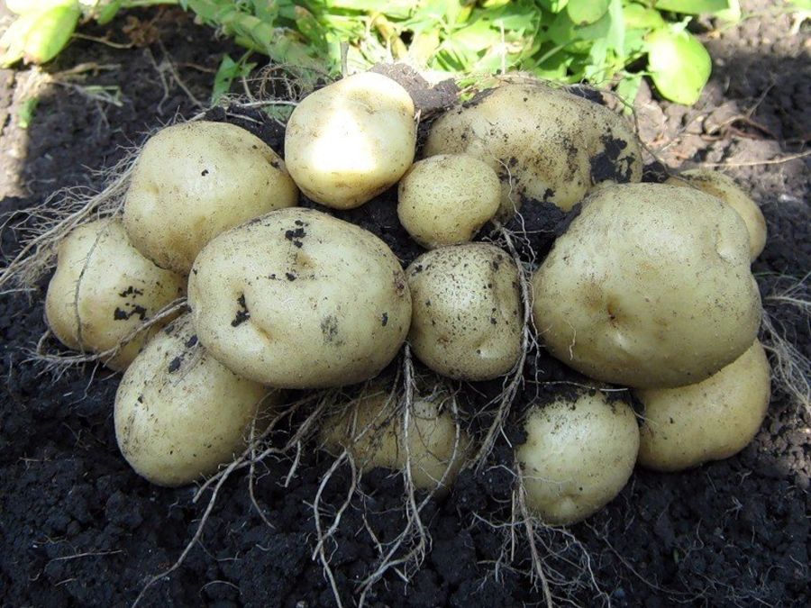 Как повысить урожайность картофеля и собрать 40 вёдер с 20-ти кустов