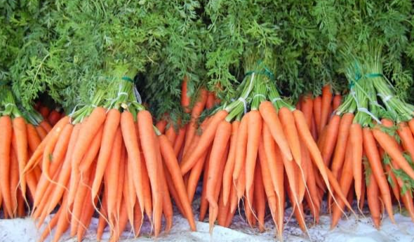Выращивание ранней моркови