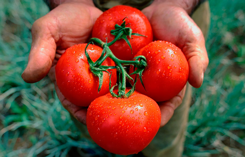 Три способа сохранить помидоры свежими до Нового Года